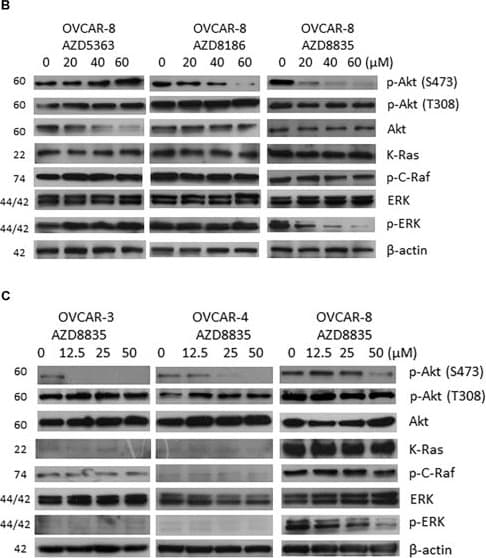 Anti-Ras antibody(AB180772)
