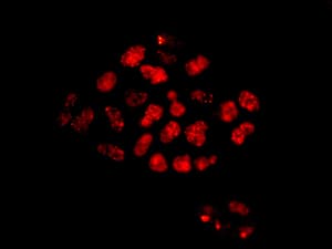 Anti-CCDC98 antibody [EPR6310(2)] - BSA and Azide free(AB248872)