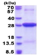 Ab177661  Sds Page Img48067