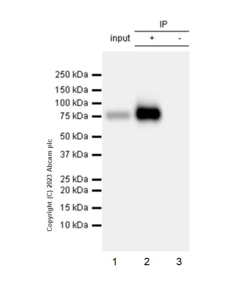 Limpii Antibody Epr26243 125 Ab314217  Immunoprecipitation Img421586
