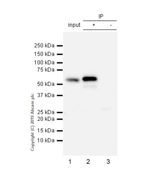 Smarcd2 Antibody Epr20860 251 Ab220164  Immunoprecipitation Img139002