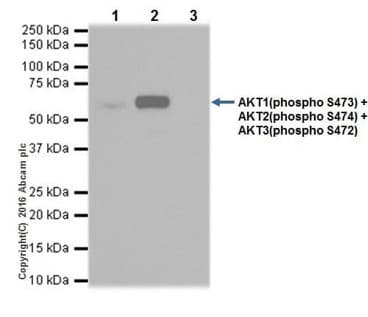 PI3K/AKT signalling pathway panel(AB283852)