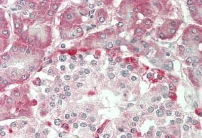 Prim1 Antibody C Terminal Ab230693  Immunohistochemistry Formalin Pfa Fixed Paraffin Embedded Sections Img43186