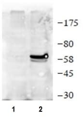 Anti-Cre recombinase antibody(AB216262)