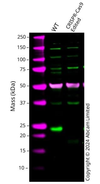 Anti-alpha Tubulin antibody [EP1332Y] - Microtubule Marker(AB52866)