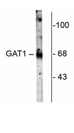 Anti-GABA Transporter 1 / GAT 1 antibody(AB72448)