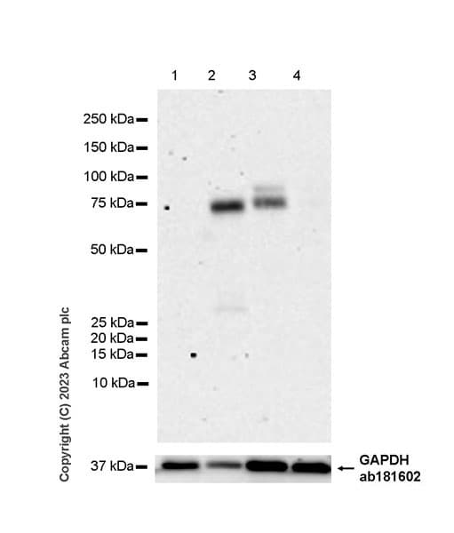 Anti-NOR1/TEC antibody [EPR26986-37] - BSA and Azide free(AB313782)