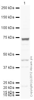 Anti-Gata6 antibody(AB22600)