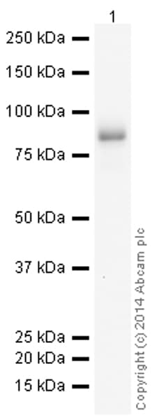 HRP Anti-CD19 antibody [EPR5906](AB195896)