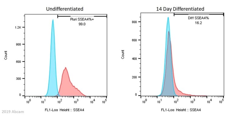 Anti-SSEA4 antibody [MC813-70](AB16287)