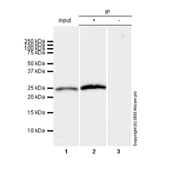 Anti-Aquaporin 5 antibody [EPR27474-70] - BSA and Azide free(AB305304)