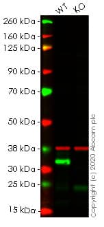 Anti-Emerin antibody(AB40688)