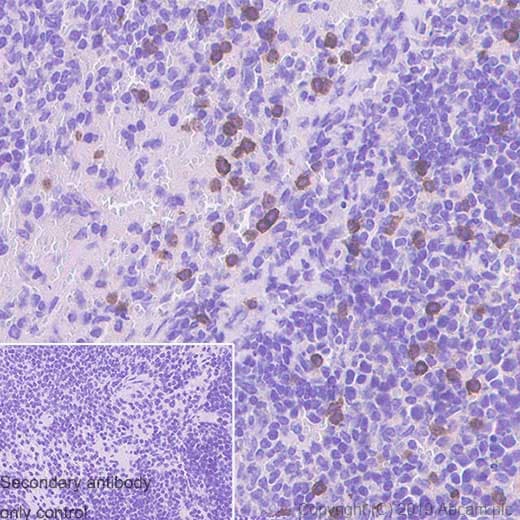 Ncr1 Nkp46 Antibody Epr23097 35 Bsa And Azide Free Ab267792  Immunohistochemistry Formalin Pfa Fixed Paraffin Embedded Sections Img117736