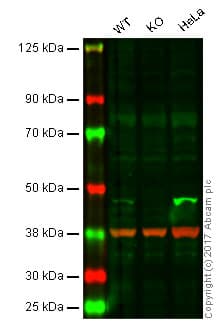 Caspase 9 Antibody E84 Bsa And Azide Free Ab247220  Western Blot Img53621