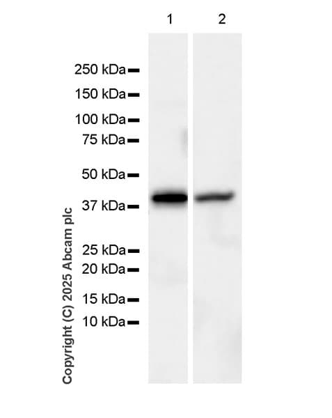 Anti-RecA antibody [EPR29094-561](AB323376)
