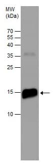 Anti-Prealbumin antibody(AB226962)