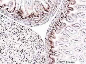 Anti-PCNA antibody [PC10](AB29)