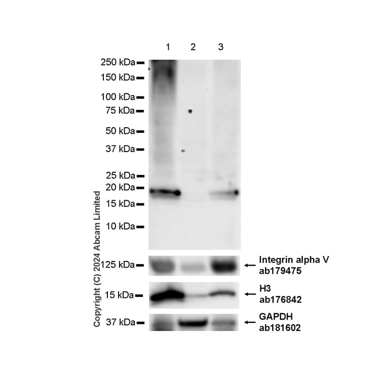 Anti-Integrin alpha V antibody [EPR16800](AB179475)