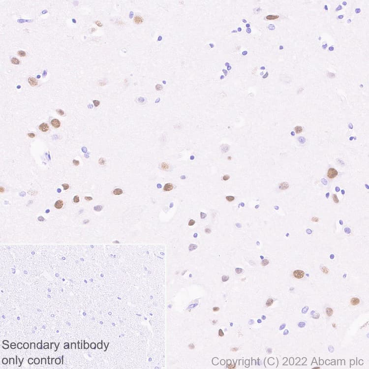 Anti-IKKi/IKKe+NAK/TBK1 antibody [EPR25258-15](AB289973)