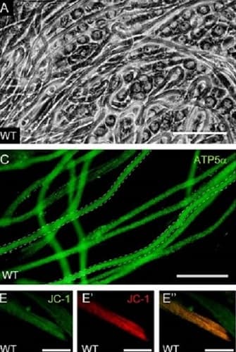 Anti-ATP5A antibody [15H4C4] - Mitochondrial Marker(AB14748)