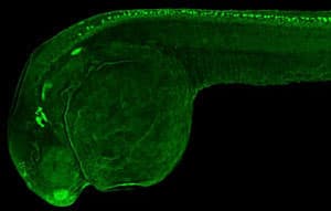 Anti-HuC/HuD protein antibody(AB210554)