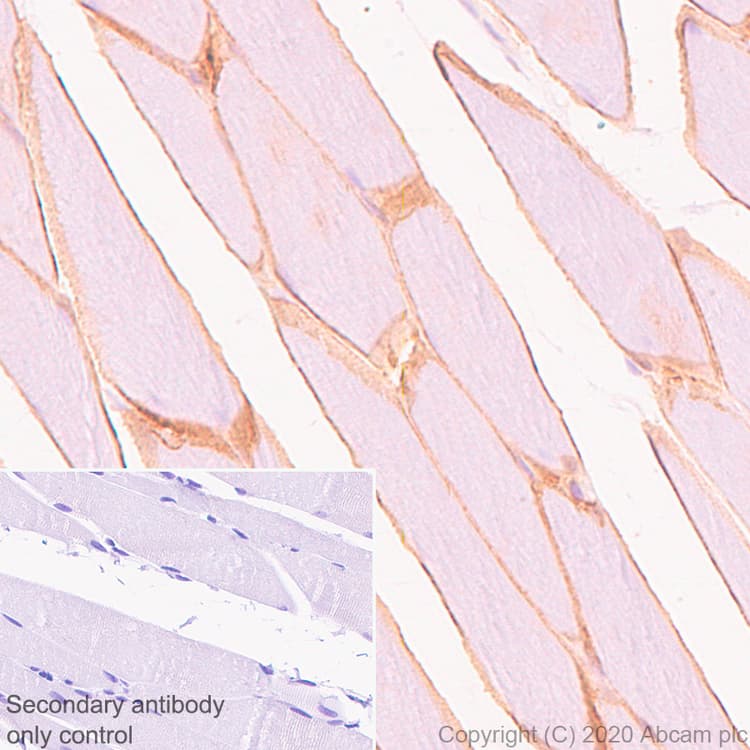 Anti-Dystrophin antibody [EPR23336-129](AB275391)