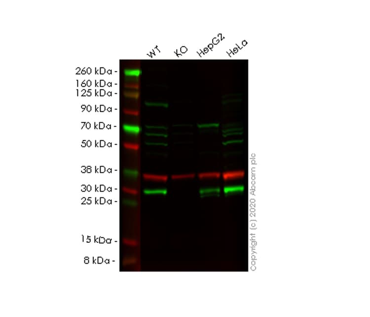 Anti-NUDT5 antibody [EPR7735] - BSA and Azide free(AB248321)