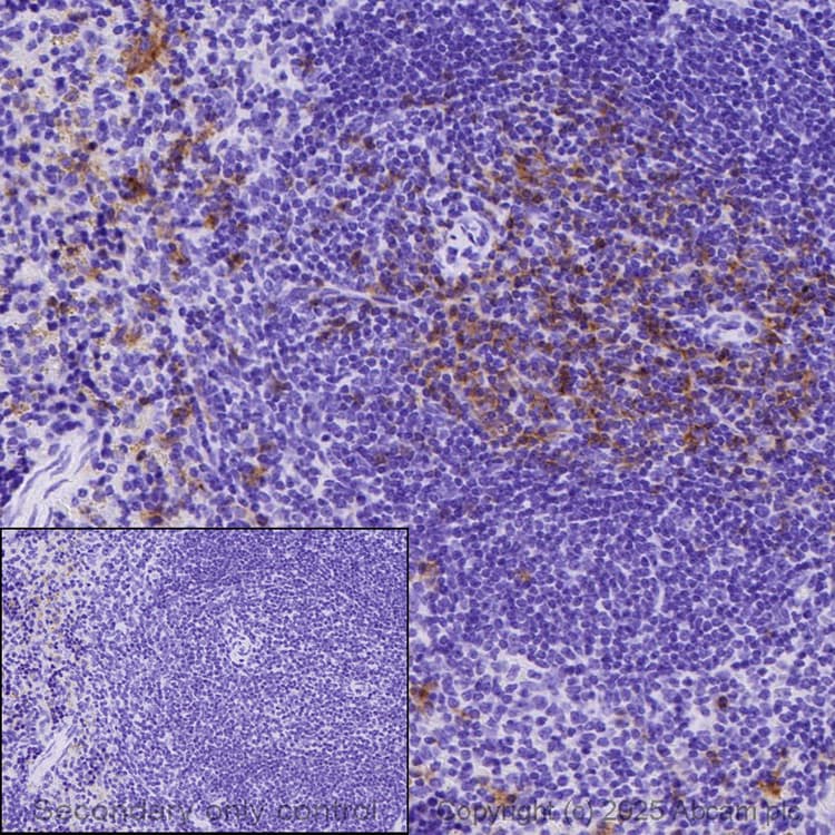 Anti-CD8 alpha antibody [EPR20305](AB209775)