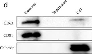 Anti-CD81 antibody(AB155760)