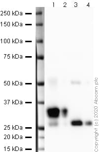 HRP Anti-DDDDK tag (Binds to FLAG® tag sequence) antibody [EPR20018-251](AB245895)