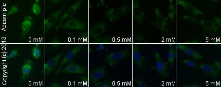 Anti-FMRP antibody(AB17722)