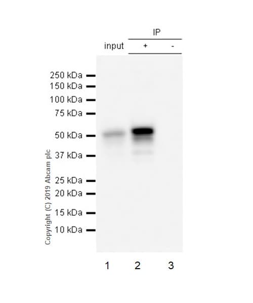 P53 Antibody Epr20416 124 Bsa And Azide Free Ab252388  Immunoprecipitation Img3784