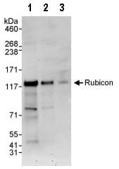 Anti-Rubicon/Baron antibody(AB92388)