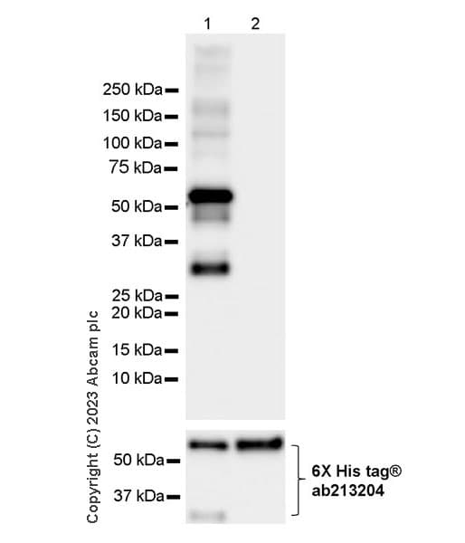 Loxl1 Antibody Epr28297 2 Ab313585  Western Blot Img418213