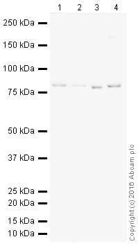 HeLa whole cell lysate(AB150035)