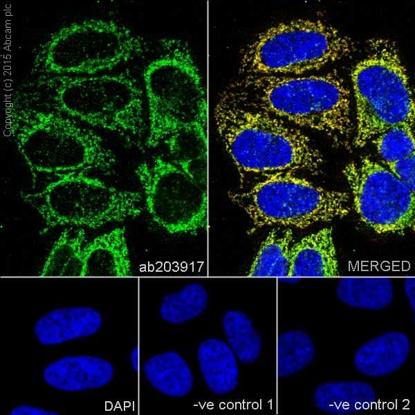 Anti-MTCO1 antibody [EPR19642](AB203917)