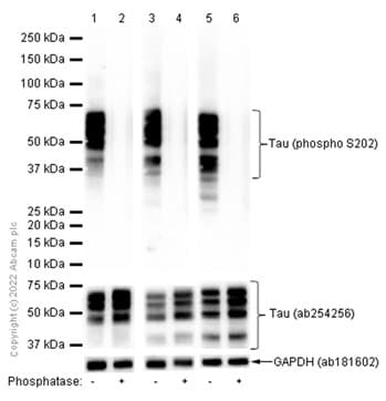 Anti-Tau (phospho S202) antibody [EPR2402](AB108387)