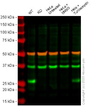 Anti-DDIT3 antibody [9C8](AB11419)
