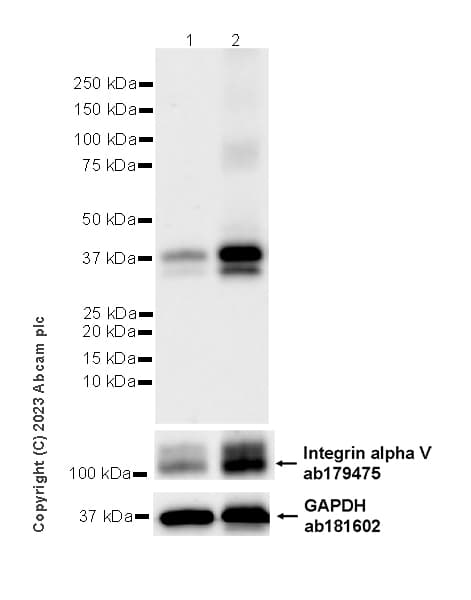 Anti-Integrin alpha V antibody [EPR16800](AB179475)