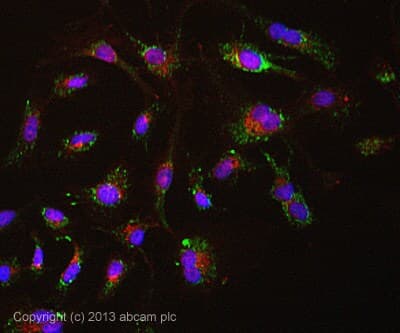 Anti-Pyruvate Dehydrogenase E2 antibody [15D3G9C11](AB110332)
