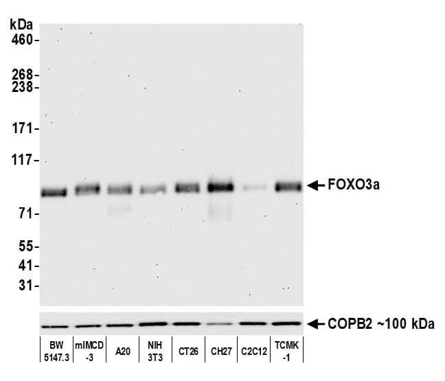 Foxo3a Antibody Blr140h Bsa Free Ab314087  Western Blot Img420586