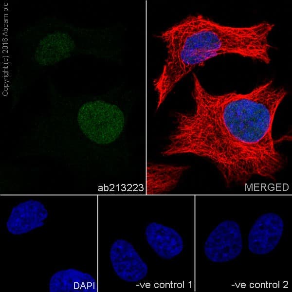 Uhrf1 Antibody Epr18803 11 Ab213223  Immunocytochemistry Immunofluorescence Img21934