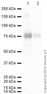 Anti-COX2 / Cyclooxygenase 2 antibody(AB15191)