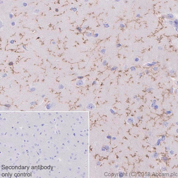 Anti-TMEM119 antibody [28-3] - Microglial marker(AB209064)