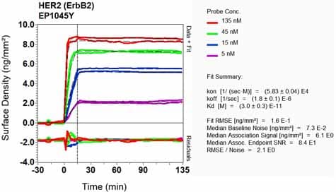 Anti-ErbB2 / HER2 antibody [EP1045Y](AB134182)