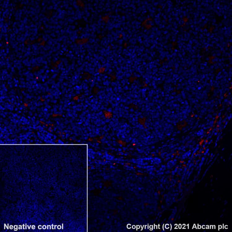 Alexa Fluor® 555 Anti-CD68 antibody [KP1](AB279323)