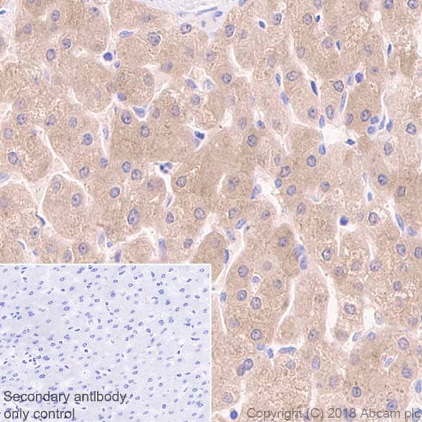 Dkk1 Antibody Epr4759 Ab109416  Immunohistochemistry Formalin Pfa Fixed Paraffin Embedded Sections Img95815
