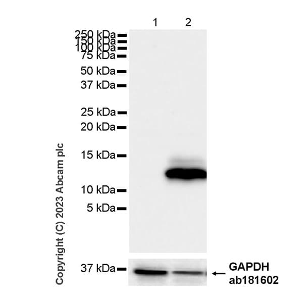 Anti-MCP1 antibody [RM1100](AB315478)