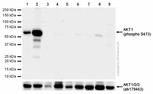 PI3K/AKT signalling pathway panel(AB283852)