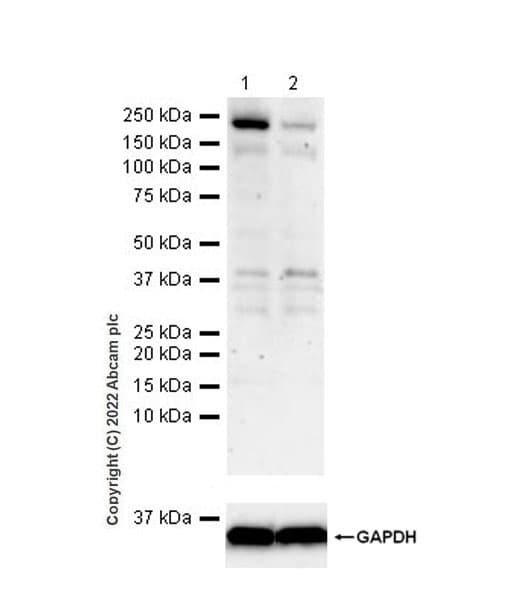 Anti-SLK antibody [EPR25108-252] (BSA and Azide free)(AB302537)